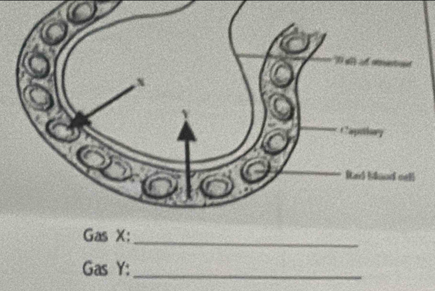 Gas X : 
_ 
Gas Y :_