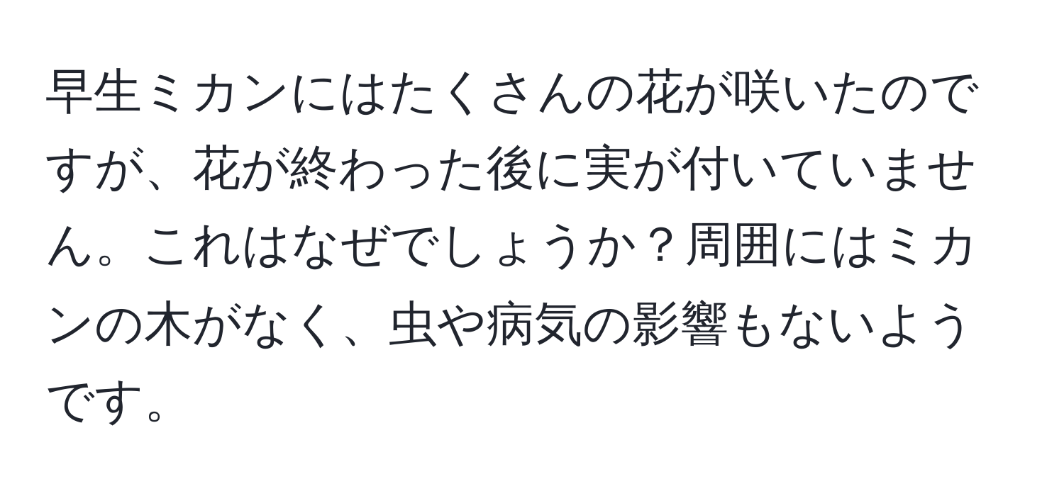 早生ミカンにはたくさんの花が咲いたのですが、花が終わった後に実が付いていません。これはなぜでしょうか？周囲にはミカンの木がなく、虫や病気の影響もないようです。