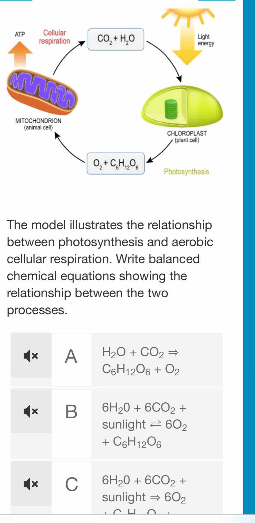 The model illustrates the relationship
between photosynthesis and aerobic
cellular respiration. Write balanced
chemical equations showing the
relationship between the two
processes.
× A H_2O+CO_2Rightarrow
C_6H_12O_6+O_2
× B 6H_2O+6CO_2+
sunlightleftharpoons 6O_2
+C_6H_12O_6
x C 6H_2O+6CO_2+
sunlightRightarrow 6O_2