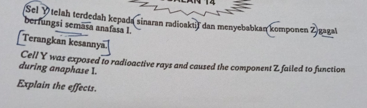 Sel Ý telah terdedah kepada sinaran radioaktif dan menyebabkan komponen Z gagal 
berfungsi semasa anafasa I. 
Terangkan kesannya.| 
Cell Y was exposed to radioactive rays and caused the component Z failed to function 
during anaphase I. 
Explain the effects.