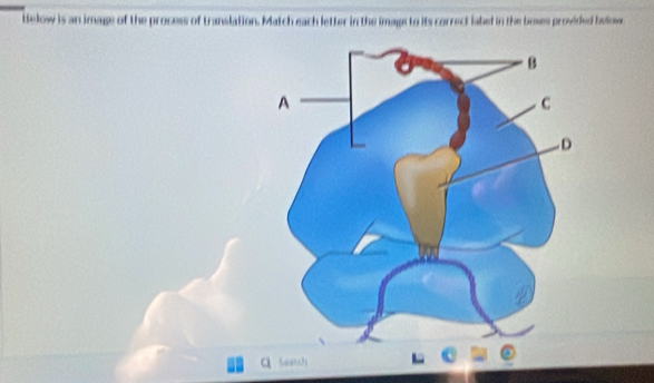 telow is an image of the process of translation. Match each letter in the image to its correct label in the boses provided below 
Q Seatch