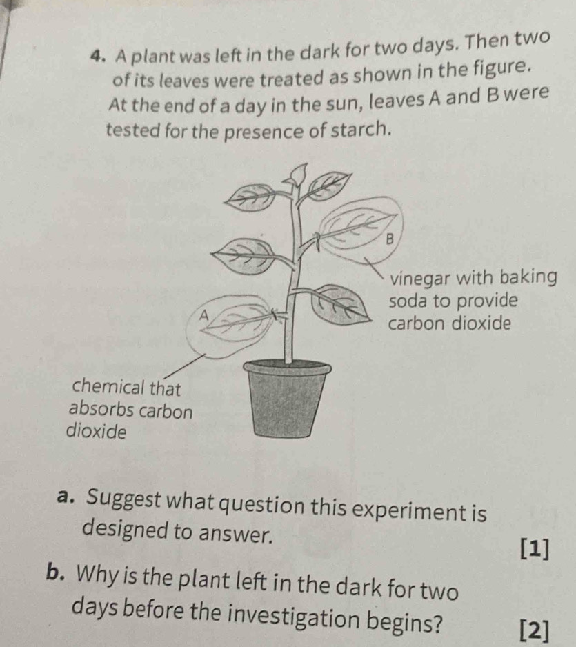 A plant was left in the dark for two days. Then two 
of its leaves were treated as shown in the figure. 
At the end of a day in the sun, leaves A and B were 
tested for the presence of starch. 
B 
vinegar with baking 
soda to provide 
A 
carbon dioxide 
chemical that 
absorbs carbon 
dioxide 
a. Suggest what question this experiment is 
designed to answer. 
[1] 
b. Why is the plant left in the dark for two
days before the investigation begins? 
[2]