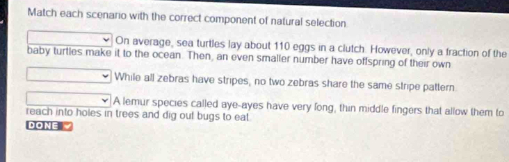 Match each scenario with the correct component of natural selection
On average, sea turtles lay about 110 eggs in a clutch. However, only a fraction of the
baby turtles make it to the ocean. Then, an even smaller number have offspring of their own
While all zebras have stripes, no two zebras share the same stripe pattern
A lemur species called aye-ayes have very fong, thin middle fingers that allow them to
reach into holes in trees and dig out bugs to eat
DONE