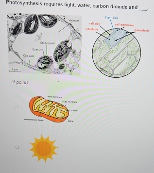 Photosynthesis requires light, water, carbon dioxide and_ . 
(1 point)