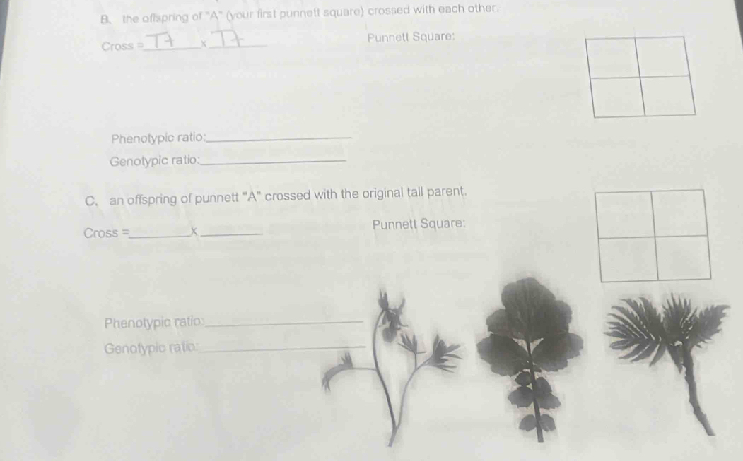 the offspring of "A" (your first punnett square) crossed with each other. 
Cross =_ X_ Punnett Square: 
Phenotypic ratio:_ 
Genotypic ratio:_ 
C. an offspring of punnett 'A' crossed with the original tall parent. 
Cross =_ x_ Punnett Square: 
Phenotypic ratio:_ 
Genotypic ratio:_