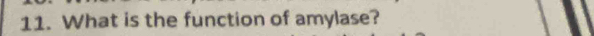 What is the function of amylase?