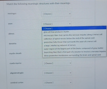 Match the following neurologic structures with their meanings:
meninges [ Choose]
axon | Choose ]
[ Choose ]
glial celll that produces myellin
plexus microscopic fiber that carries the nervous impulse along a nerve cell
collection of spinal nerves below the end of the spinal cord
dendrite protective fatty tissue that surrounds the axon of a nerve cell
a large, interlacing network of nerves
outer region of the largest part of the brain; composed of gray matter
myelin sheath branching fiber that is first part of a neuron to receive a nervous impulse
three protective membranes surrounding the brain and spinal cord
cuada equina [ Choose ]
oligodendroglia [ Choose ]
cerebral cortex [ Chaase ]