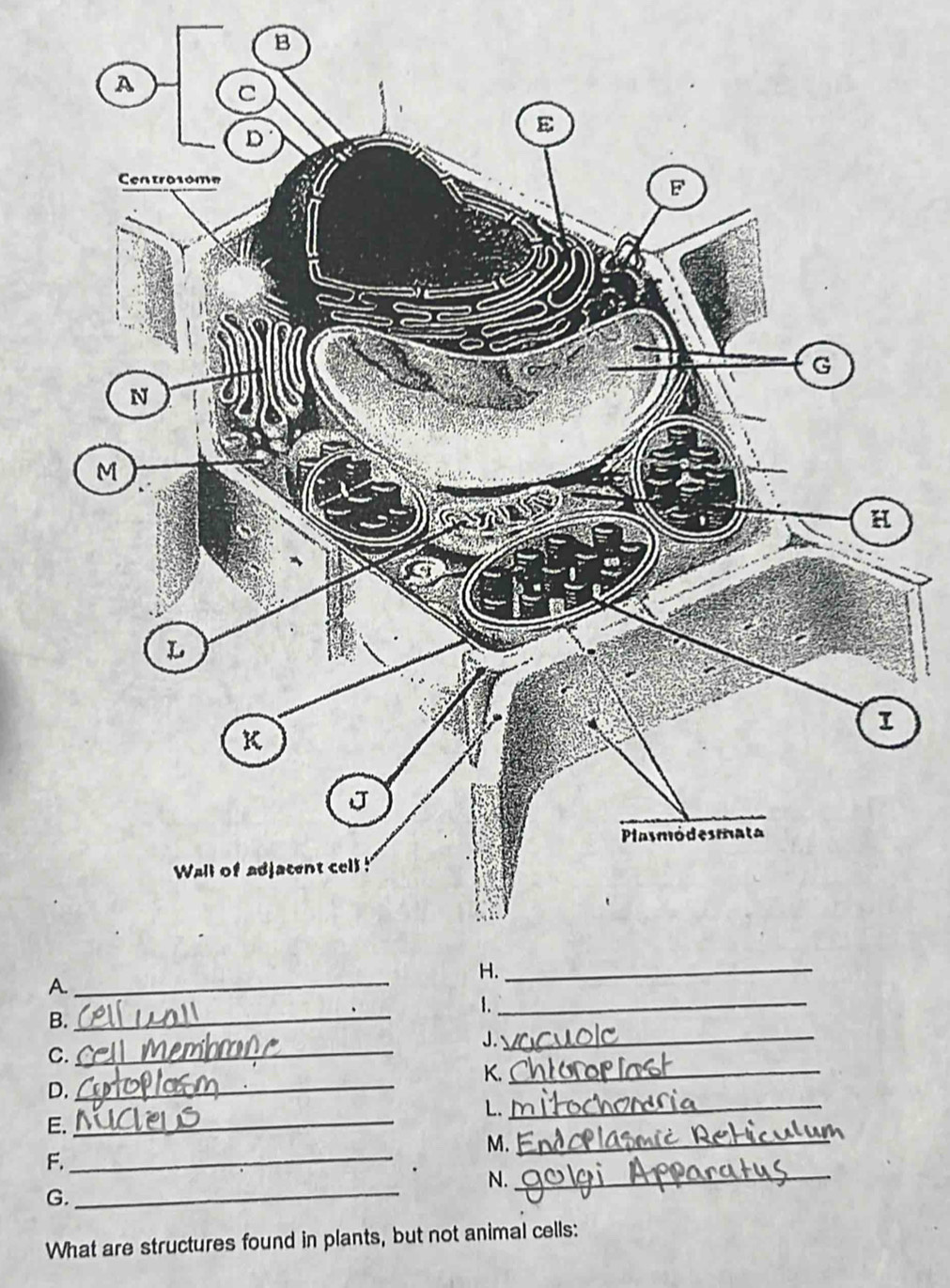 A 
B. 
_ 
J._ 
C. 
_ 
_ 
K._ 
D. 
L._ 
E._ 
M._ 
F._ 
N._ 
G. 
_ 
What are structures found in plants, but not animal cells: