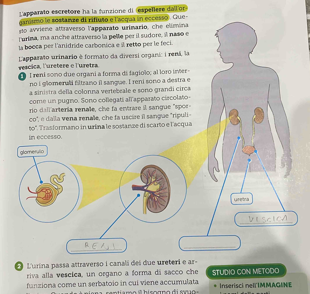 L'apparato escretore ha la funzione di espellere dall’or- 
ganismo le sostanze di rifiuto e l’acqua in eccesso . Que- 
sto avviene attraverso l'apparato urinario, che elimina 
l’urina, ma anche attraverso la pelle per il sudore, il naso e 
la bocca per l’anidride carbonica e il retto per le feci. 
L'apparato urinario è formato da diversi organi: i reni, la 
vescica, l’uretere e l’uretra. 
1 I reni sono due organi a forma di fagiolo; al loro inter- 
no i glomeruli filtrano il sangue. I reni sono a destra e 
a sinistra della colonna vertebrale e sono grandi circa 
come un pugno. Sono collegati all’apparato circolato- 
rio dall’arteria renale, che fa entrare il sangue “spor- 
co”, e dalla vena renale, che fa uscire il sangue “ripuli- 
to”. Trasformano in urina le sostanze di scarto e l’acqua 
in eccesso. 
uretra 
_ 
_ 
2 L'urina passa attraverso i canali dei due ureteri e ar- 
riva alla vescica, un organo a forma di sacco che STUDIO CON METODO 
funziona come un serbatoio in cui viene accumulata Inserisci nell’IMMAGINE