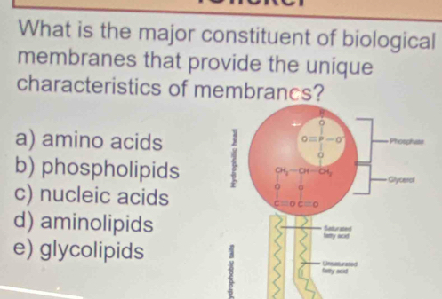 What is the major constituent of biological
membranes that provide the unique
characteristics of membrancs?
a) amino acids
b) phospholipids
c) nucleic acids
d) aminolipids
e) glycolipids