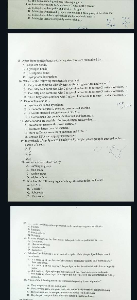D. It is both a reducing and non-reducing sugar. x
14. Amino acids are said to be “amphoteric” ', what does it mean?
A. Molecules with negative and positive charges.
B. Molecules with an acid group at one end and a basic group at the other end
C. Molecules with both hydrophilic and hydrophobic ends.
D. Molecules that are completely water soluble. y
15. Apart from peptide bonds secondary structures are maintained by ...
A. Covalent bonds.
B. Hydrogen bonds
C. Di-sulphide bonds
D. Hydophobic interactions
16. Which of the following statements is accurate?
A. Fatty acids combine with glycerol to form triglycerides and water.
B. One fatty acid combines with 2 glycerol molecules to release 2 water molecules.
C. One fatty acid combines with 3 glycerol molecules to release 3 water molecules.
D. Three fatty acids combine with 1 glycerol molecule to release 1 water molecule.
17. Ribonucleic acid is ...
A. synthesised in the cytoplasm.
B. a monomer of uracil, cytosine, guanine and adenine.
C. a double stranded polymer except tRNA.
D. a biomolecule that contains both uracil and thymine. 
18. Mitochondria are capable of self-replication because they …
A. are able to generate their own energy.
B. are much larger than the nucleus.
C. store sufficient amounts of enzymes and RNA.
D. contain DNA and appropriate enzymes.
19. In synthesis of a polymer of a nucleic acid, the phosphate group is attached to the …
carbon of a sugar.
A. 1'
B. 2'
C. 3'
D. 5' 
20. Amino acids are identified by
A. Carboxylic group.
B. Side chain
C. Amine group
D. Alpha carbon
21. Which of the following organelle is synthesised in the nucleolus?
A. DNA x
B. Vesicle ↑
C. Ribosome
D. Mesosome
22. , in bacteria contains genes that confers resistance against anti-biotics.
A. Plastids B. Plasmids
C. Peptidoglycan
D. Nucleoid
23. In some prokaryotes the functions of eukaryotic cells are performed by ..
A. lysosomes.
B. plasma membrane.
C. mitochondria.
D. nucleolus. 
24. Which of the following is an accurate description of the phospholipid bilayer in cell
membranes
A. It is made up of two layers of phospholipid molecules with the tails pointing away
from each other
B. It is made up of two layers of phospholipid molecules with their tails interacting with
water.
C. It is made up of phospholipid molecules with their heads interacting with water.
D. It is made up of one layer of phospholipid molecules with the tails interacting with
each other
25. Which of the following statements is incorrect regarding transport proteins?
A. They are present in cell membranes.
B. They serve to carry non-polar molecules across the hydrophobic cell membranes.
C. They are required to transport amino acids across cell membranes.
D. They help to transport ionic molecules across the cell membrane.