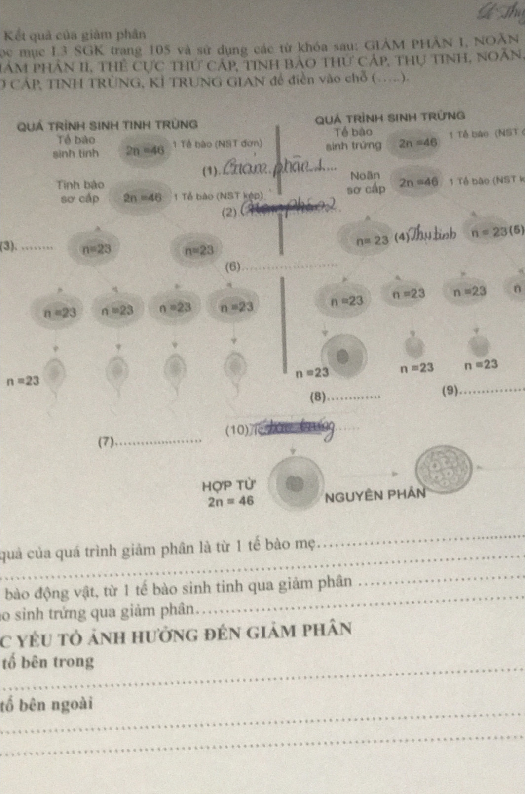 A Th 
Kết quả của giảm phân 
ọc mục I, 3 SGK trang 105 và sử dụng các từ khóa sau: GIẢM PHÂN I, NOÂN 
HAm phân II, Thể Cực thứ cáp, tinh bảo thứ cáp, thự tinh, noân 
O CÁP TINH TRÜNG, KÍ TRUNG GIAN để điền vào chỗ (...). 
QUÁ TRİNH SINH TINH TRÜNG QUÁ TRÌNH SINH TRÜNG 
Tổ bào Tể bào 
sinh tinh 2n=46 1 Tế bào (NST đơn) sinh trứng 2n=46 1 Tế bào (NST 
_ 
(1). 
Noãn 
Tinh bảo 2n=46 1 Tổ bào (NST k 
_ 
sơ cấp 2n=46 1 Tế bào (NST kệp). sơ cấp 
(2) 
A 
A 
(3). . _
n=23 (4)Thụ tnh n=23(6)
n=23
n=23
(6) 
_
n=23 n=23 n=23 n =23
n=23 n=23 n=23 n

n=23
n=23 n=23
n=23
(8)_ 
(9)_ 
(10) 
_ 
(7)_ 
Hợp Tử
2n=46 NGUYÊN PHAN 
quả của quá trình giảm phân là từ 1 tế bào mẹ. 
_ 
bào động vật, từ 1 tế bào sinh tinh qua giảm phân 
_ 
o sinh trứng qua giảm phân 
_ 
C yêU tỏ ảnh hưởng đẻn giảm phân 
_tố bên trong 
_tố bên ngoài 
_