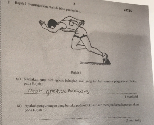 3 
2 Rajah 1 menunjukkan aksi di blok permulaan. 
4572/2 
(4) Namakan satu otot agonis bahagian kaki yang terlibat semasa pergerakan fleksi 
pada Rajah 1. 
_ 
[1 markah] 
(b) Apakah penguneupan yang berlaku pada otot kuadrisep merujuk kepada pergerakan 
pada Rajah 1? 
_ 
[1 markah]