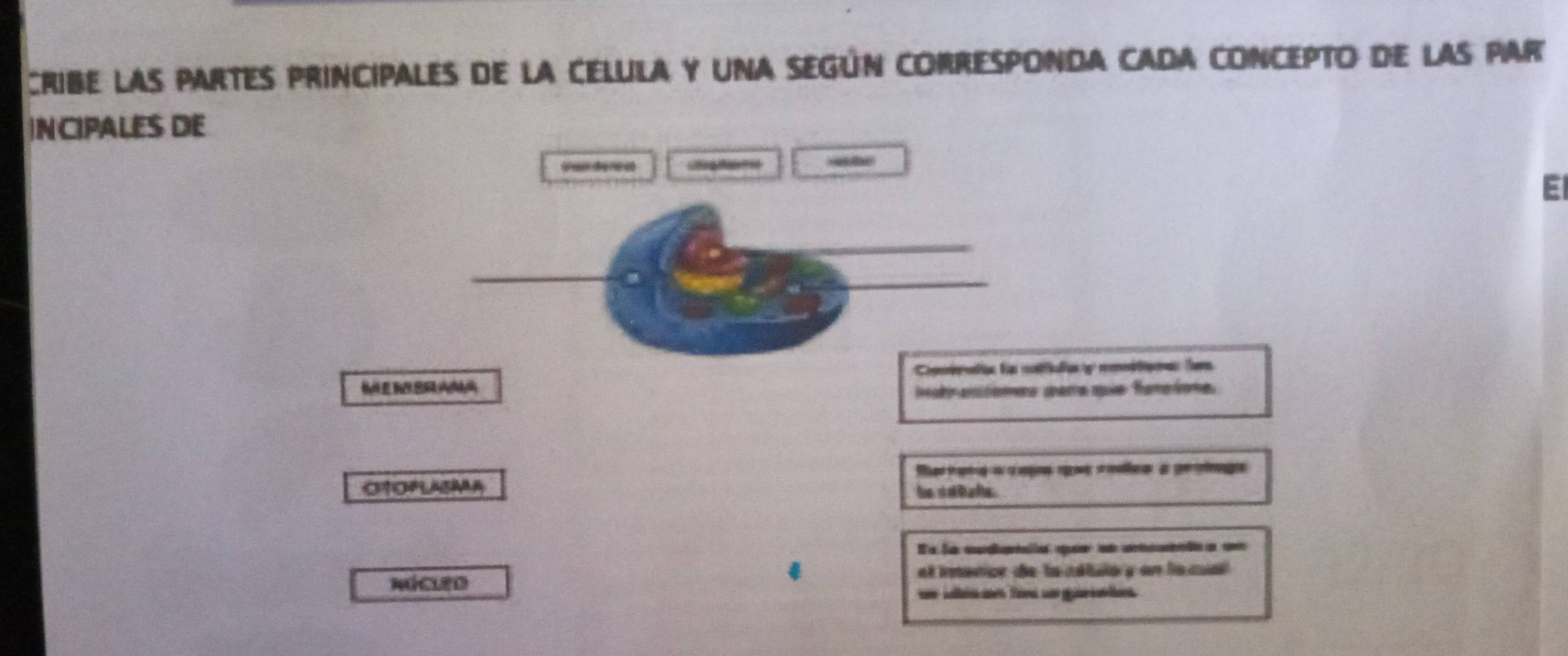 Resuelto:cribe las partes principales de la celula y una según ...