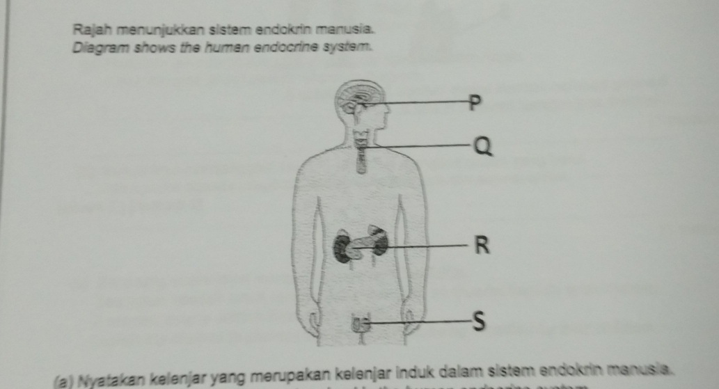 Rajah menunjukkan sistem endokrin manusia. 
Diagram shows the humen endocrine system. 
(a) Nyatakan kelenjar yang merupakan kelenjar induk dalam sistem endokrin manusia.