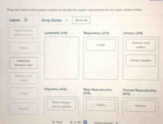 Drag each label to the proper position to identify the organs represented by the organ system listed. 
Orgu