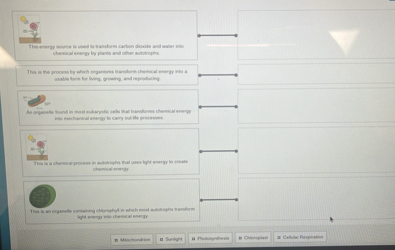 This energy source is used to transform carbon dioxide and water into
chemical energy by plants and other autotrophs.
This is the process by which organisms transform chemical energy into a
usable form for living, growing, and reproducing.
An organelle found in most eukaryotic cells that transforms chemical energy
into mechanical energy to carry out life processes
This is a chemical process in autotrophs that uses light energy to create
chemical energy.
This is an organelle containing chlorophyll in which most autotrophs transform
light energy into chemical energy.
= Mitochondrion # Sunlight # Photosynthesis : Chloroplast # Cellular Respiration