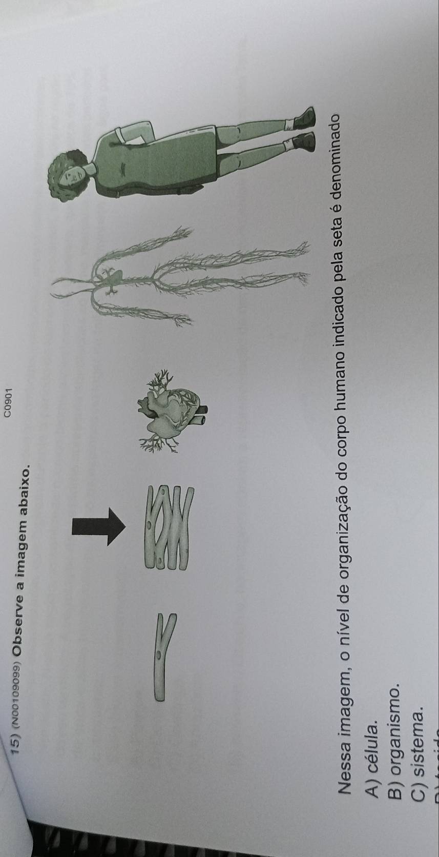 C0901
15) (N00109099) Observe a imagem abaixo.
Nessa imagem, o nível de organização do corpo humano indicado pela seta é denominado
A) célula.
B) organismo.
C) sistema.