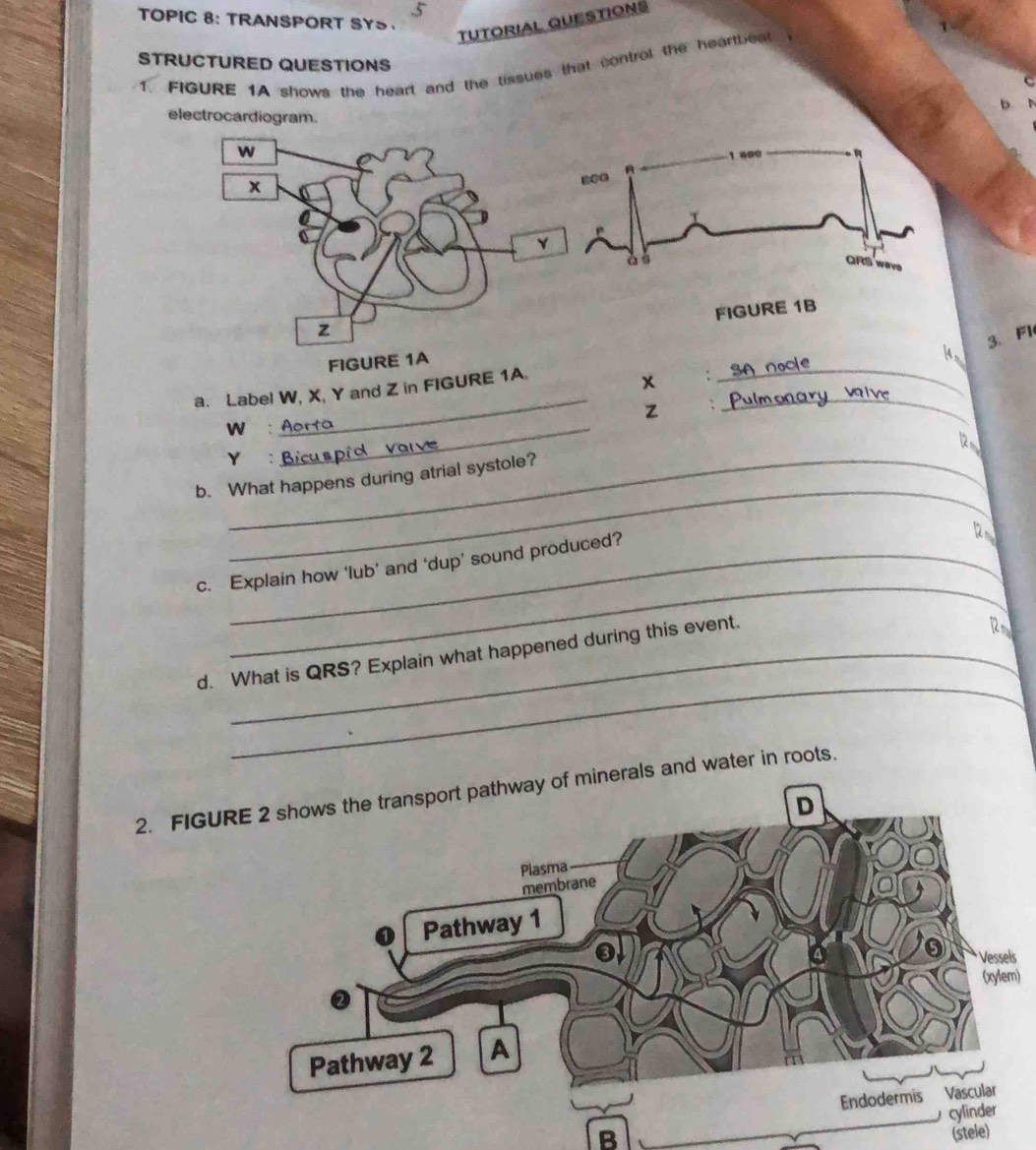 TOPIC 8: TRANSPORT SYS 
TUTORIAL QUESTIONS 
STRUCTURED QUESTIONS 
1. FIGURE 1A shows the heart and the tissues that contral the heartbeat 
D 
electrocardiogram. 
FIGURE 1B 
3. Fl 
__ 
a. Label W, X, Y and Z in FIGURE 1A.
x
_
z
W :Aorta 
Y : Bicuspid var 
_ 
b. What happens during atrial systole? 
c. Explain how ‘lub’ and ‘dup’ sound produced? 
2 
_ 
d. What is QRS? Explain what happened during this event.
R2 m
_ 
2. FIGUals and water in roots. 
s 
) 
B (stele)