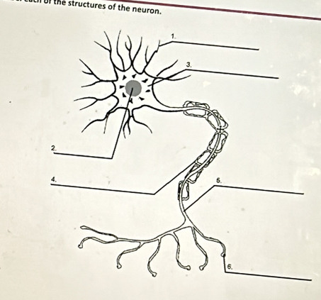 of the structures of the neuron.