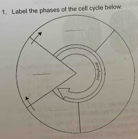 Label the phases of the cell cycle below.