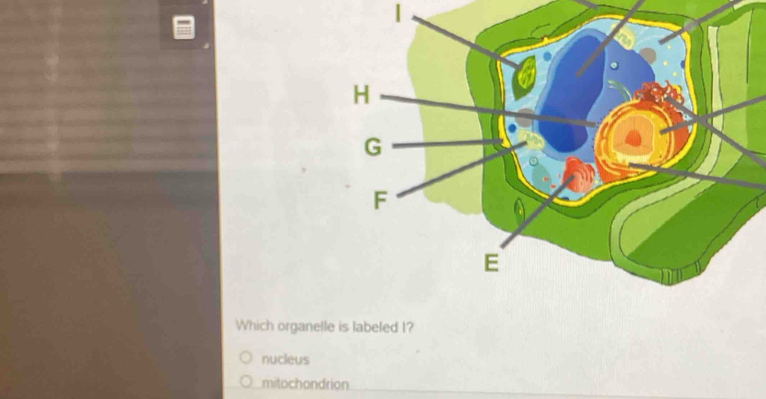 Which organelle is labeled I?
nucleus
mitochondrion