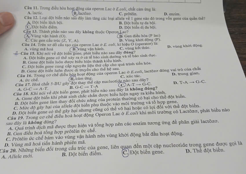 Trong điều hòa hoạt động của operon Lac ở E.coli, chất cảm ứng là:
A. lactic. B. lactózo. C. prôtêin. D. enzim.
Câu 12. Loại đột biến nào sau đây làm tăng các loại allele về 1 gene nào đó trong vốn gene của quần thể?
A Đột biển lệch bội. B. Đột biển tự đa bội.
C. Đột biến điểm. D. Đột biến dị đa bội.
Cầu 13. Thành phần nào sau đây không thuộc Operon Lac?
Vùng vận hành (O). B. Gen điều hòa (P lạc)
C. Các gen cầu trúc (Z, Y, A). D. Vùng khởi động (P).
Cầu 14. Trên sơ đồ cầu tạo của operon Lac ở E. coli, kí hiệu O (operator) là:
A. vùng mã hoá B. vùng vận hành.
Câu 15. Khi nói về đột biển gene, phát biểu nào sau đây đúng? C. vùng kết thúc. D. vùng khởi động.
A. Đột biến gene có thể xảy ra ở cả tế bào sinh dưỡng và tế bào sinh dục.
B. Gene đột biến luôn được biểu hiện thành kiểu hình.
C. Đột biến gene cung cấp nguyên liệu thứ cấp cho quá trình tiến hóa.
D. Gene đột biển luôn được di truyền cho thế hệ sau.
Cầu 16. Trong cơ chế điều hòa hoạt động của operon Lac ở E.coli, lactôzơ đóng vai trò của chất
A. ức chế. B. cảm ứng C. xúc tác. D. trung gian.
Câu 17. Hoá chất 5-BU gây đột thay thể cặp nucleotide nào sau đây? D. T-A → G-C.
A. G-C → A-T. B. G-C → T-A A-T → ( x-(
Câu 18. Khi nói về đột biến gene, phát biểu nào sau đây là không đúng?
A. Gene đột biến khi phát sinh chắc chắn được biểu hiện ngay ra kiểu hình.
B. Đột biến gene làm thay đổi chức năng của protein thường có hại cho thể đột biển.
C. Mức độ gây hại của allele đột biển phụ thuộc vào môi trường và tổ hợp gene.
D. Đột biến gene có thể gây hại nhưng cũng có thể vô hại hoặc có lợi đối với thể đột biển.
Câu 19. Trong cơ chế điều hoà hoạt động Operon Lac ở E.colí khi môi trường có Lactôzơ, phát biểu nào
sau đây là không đúng?
A. Quá trình dịch mã được thực hiện và tồng hợp nên các enzim tương ứng đề phân giải lactôzo.
B. Gen điều hoà tổng hợp prôtêin ức chế.
C. Prôtêin ức chế bám vào vùng vận hành nên vùng khởi động bắt đầu hoạt động.
D. Vùng mã hoá tiến hành phiên mã.
Câu 20. Những biến đổi trong cấu trúc của gene, liên quan đến một cặp nucleotide trong gene được gọi là
A. Allele mới. B. Đột biến điểm. C. Đột biến gene. D. Thể đột biển.