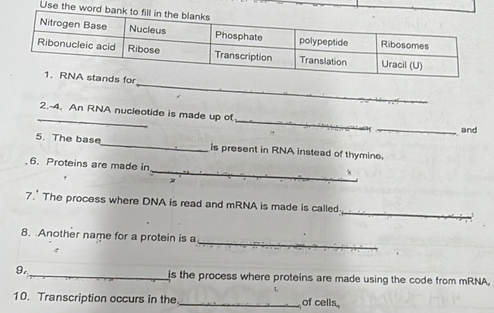 Use the 
_ 
_ 
_ 
2.-4. An RNA nucleotide is made up of 
_ 
and 
5. The base_ is present in RNA instead of thymine, 
6. Proteins are 
_ 
7.' The process where DNA is read and mRNA is made is called. 
8. Another name for a protein 
9. 
_is the process where proteins are made using the code from mRNA, 
1. 
10. Transcription occurs in the_ of cells