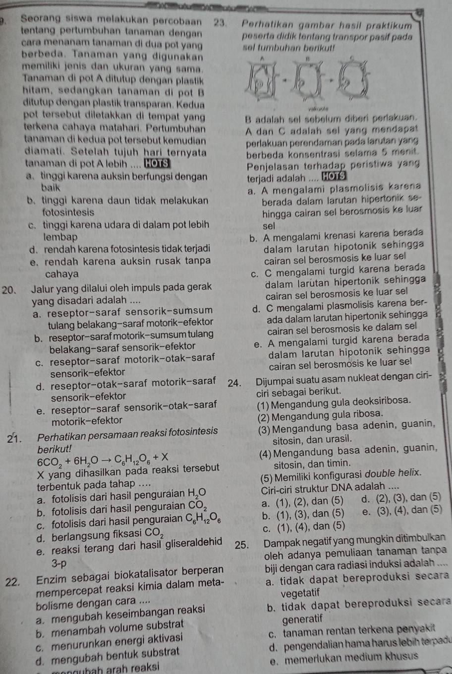 Seorang siswa melakukan percobaan 23. Perhatikan gambar hasil praktikum
tentang pertumbuhan tanaman dengan peserta didik tentang transpor pasif pada
cara menanam tanaman di dua pot yang sel tumbuhan berikut!
berbeda. Tanaman yang digunakan^(memiliki jenis dan ukuran yang sama.
Tanaman di pot A ditutup dengan plastik
hitam, sedangkan tanaman di pot B
ditutup dengan plastik transparan. Kedua
valkunts
pot tersebut diletakkan di tempat yang B adalah sel sebelum diberi perlakuan.
terkena cahaya matahari. Pertumbuhan A dan C adalah sel yang mendapat
tanaman di kedua pot tersebut kemudian perlakuan perendaman pada larutan yang
diamati. Setelah tujuh hari ternyata berbeda konsentrasi selama 5 menit.
tanaman di pot A lebih .... HOTS
Penjelasan terhadap peristiwa yan
a. tinggi karena auksin berfungsi dengan terjadi adalah .... HOTS
baik
b. tinggi karena daun tidak melakukan a. A mengalami plasmolisis karena
berada dalam larutan hipertonik se 
fotosintesis hingga cairan sel berosmosis ke luar
c. tinggi karena udara di dalam pot lebih sel
lembap
d. rendah karena fotosintesis tidak terjadi b. A mengalami krenasi karena berada
dalam larutan hipotonik sehingga
e. rendah karena auksin rusak tanpa
cairan sel berosmosis ke luar sel
cahaya
c. C mengalami turgid karena berada
20. Jalur yang dilalui oleh impuls pada gerak dalam larutan hipertonik sehingga
yang disadari adalah .... cairan sel berosmosis ke luar sel
a. reseptor-saraf sensorik-sumsum d. C mengalami plasmolisis karena ber-
tulang belakang-saraf motorik-efektor ada dalam larutan hipertonik sehingga
b. reseptor-saraf motorik-sumsum tulang cairan sel berosmosis ke dalam sel
belakang-saraf sensorik-efektor e. A mengalami turgid karena berada
c. reseptor-saraf motorik-otak-saraf dalam larutan hipotonik sehingga
sensorik-efektor cairan sel berosmosis ke luar sel
d. reseptor-otak-saraf motorik-saraf 24. Dijumpai suatu asam nukleat dengan ciri-
sensorik-efektor ciri sebagai berikut.
e. reseptor-saraf sensorik-otak-saraf (1) Mengandung gula deoksiribosa.
motorik-efektor
(2) Mengandung gula ribosa.
21. Perhatikan persamaan reaksi fotosintesis (3) Mengandung basa adenin, guanin,
berikut! sitosin, dan urasil.
6CO_2)+6H_2Oto C_6H_12O_6+X (4)Mengandung basa adenin, guanin,
X yang dihasilkan pada reaksi tersebut sitosin, dan timin.
terbentuk pada tahap .... (5) Memiliki konfigurasi double helix.
a. fotolisis dari hasil penguraian H_2O Ciri-ciri struktur DNA adalah ....
b. fotolisis dari hasil penguraian CO_2 a. (1), (2), dan (5) d. (2), (3), dan (5)
c. fotolisis dari hasil penguraian C_6H_12O_6 b. (1), (3), dan (5) e. (3), (4), dan (5)
d. berlangsung fiksasi CO_2 c. (1), (4), dan (5)
e. reaksi terang dari hasil gliseraldehid 25. Dampak negatif yang mungkin ditimbulkan
3-p oleh adanya pemuliaan tanaman tanpa
22. Enzim sebagai biokatalisator berperan biji dengan cara radiasi induksi adalah 
mempercepat reaksi kimia dalam meta- a. tidak dapat bereproduksi secara
bolisme dengan cara .... vegetatif
a. mengubah keseimbangan reaksi b. tidak dapat bereproduksi secara
b. menambah volume substrat generatif
c. menurunkan energi aktivasi c. tanaman rentan terkena penyakit
d. mengubah bentuk substrat d. pengendalian hama harus lebih terpad 
n g  b a h arah reaksi e. memerlukan medium khusus