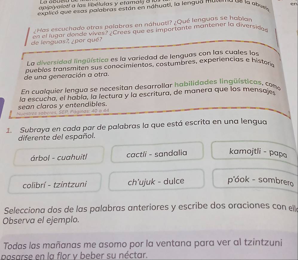 La ab ue ra a l
en
apipiyalot! a las libélulas y etamalj a l0s
explicó que esas palabras están en náhuatl, la lengua matera de la abuela,
¿Has escuchado otras palabras en náhuatl? ¿Qué lenguas se hablan
en el lugar donde vives? ¿Crees que es importante mantener la diversidad
de lenguas?, ¿por qué?
La diversidad lingüística es la variedad de lenguas con las cuales los
pueblos transmiten sus conocimientos, costumbres, experiencias e historia
de una generación a otra.
En cualquier lengua se necesitan desarrollar habilidades lingüísticas, como
la escucha, el habla, la lectura y la escritura, de manera que los mensajes
sean claros y entendibles.
Nuestres saberes, SEP. Páginas: 40 a 44
1. Subraya en cada par de palabras la que está escrita en una lengua
diferente del español.
árbol - cuahuitl cactli - sandalia
kamojtli - papa
colibrí - tzintzuni ch'ujuk - dulce
p'óok - sombrero
Selecciona dos de las palabras anteriores y escribe dos oraciones con elle
Observa el ejemplo.
Todas las mañanas me asomo por la ventana para ver al tzintzuni
posarse en la flor y beber su néctar.