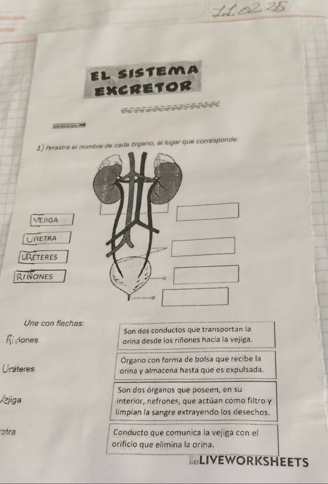 ombre 
EL SISTEMA 
EXCRETOR 

1) Prrastra el nombre de cada órgano, al lugar que corresponde: 
VEJIGA 
URETRA 
U EtEres 
RINONES 
Une con flechas: 
Son dos conductos que transportan la 
riones orina desde los riñones hacia la vejiga. 
Órgano con forma de bolsa que recibe la 
Uréteres orina y almacena hasta que es expulsada. 
Son dos órganos que poseen, en su 
Jejiga interior, nefrones, que actúan como filtro y 
limpian la sangre extrayendo los desechos. 
tra Conducto que comunica la vejiga con el 
orificio que elimina la orina. 
SLIVEWORKSHEETS