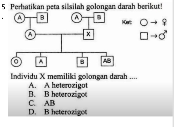 Perhatikan peta silsilah golongan darah berikut!
Ket: Oto Q
□ to sigma ]to sigma^
Individu X memiliki golongan darah ....
A. A heterozigot
B. B heterozigot
C. AB
D. B heterozigot