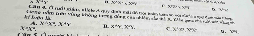 xX^AY 
Khác Khau với tỉ lệ kiêu
B. X^(wedge)X^a* X^aY C. X^aX^a* X^aY D. X^(wedge)X^2
Câu 4. Ở ruồi giấm, allele A quy định mắt đỏ trội hoàn toàn so với allele a quy định mắt trắng;
kí hiệu là:
Gene nằm trên vùng không tương đồng của nhiễm sắc thể X. Kiều gene của ruồi mắt trắng có
A. X^AX^a, X^AY. B. X^AY, X^aY. C. X^(wedge)X^a, X^aX^a. D. X^(equiv)Y,
X^aX^a. 
Câu 5 ần