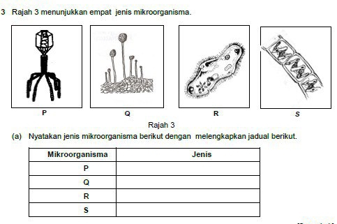 Rajah 3 menunjukkan empat jenis mikroorganisma.
P
Q
R
Rajah 3 
(a) Nyatakan jenis mikroorganisma berikut dengan melengkapkan jadual berikut.