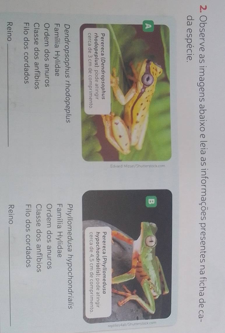 Observe as imagens abaixo e leia as informações presentes na ficha de ca-
da espécie.
Dendropsophus rhodopeplus Phyllomedusa hypochondrialis
Família Hylidae Família Hylidae
Ordem dos anuros Ordem dos anuros
Classe dos anfíbios Classe dos anfíbios
Filo dos cordados Filo dos cordados
Reino _Reino_