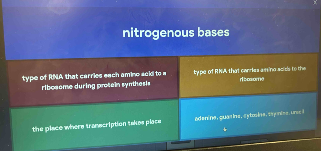 X
nitrogenous bases
type of RNA that carries each amino acid to a type of RNA that carries amino acids to the
ribosome during protein synthesis ribosome
the place where transcription takes place adenine, guanine, cytosine, thymine, uracil