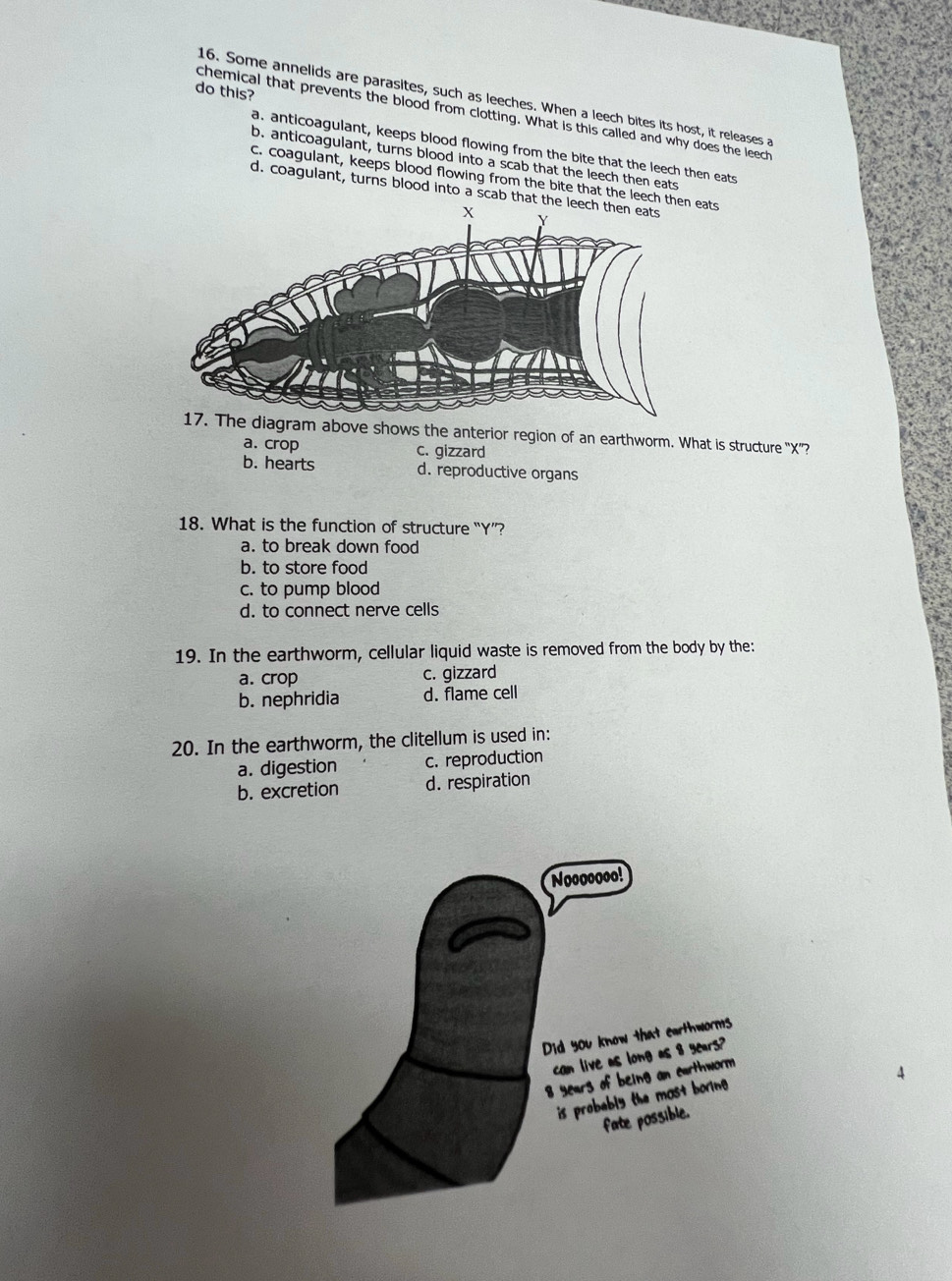 do this?
16. Some annelids are parasites, such as leeches. When a leech bites its host, it releases a
chemical that prevents the blood from clotting. What is this called and why does the leech
a. anticoagulant, keeps blood flowing from the bite that the leech then eats
b. anticoagulant, turns blood into a scab that the leech then eats
c. coagulant, keeps blood flowing from the bite that the eats
d. coagulant, turns blood into a sc
earthworm. What is structure '' X ''?
a. crop c. gizzard
b. hearts d. reproductive organs
18. What is the function of structure “ Y ”?
a. to break down food
b. to store food
c. to pump blood
d. to connect nerve cells
19. In the earthworm, cellular liquid waste is removed from the body by the:
a. crop c. gizzard
b. nephridia d. flame cell
20. In the earthworm, the clitellum is used in:
a. digestion c. reproduction
b. excretion d. respiration
at earthworms
as 8 years?
an carthworm
mast boring .
ssible.