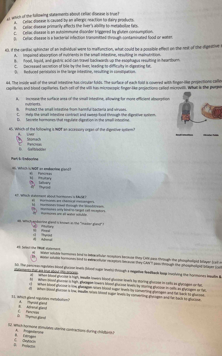 Which of the following statements about celiac disease is true?
A. Celiac disease is caused by an allergic reaction to dairy products.
B. Celiac disease primarily affects the liver’s ability to metabolize fats.
C. Celiac disease is an autoimmune disorder triggered by gluten consumption.
D. Celiac disease is a bacterial infection transmitted through contaminated food or water.
43. If the cardiac sphincter of an individual were to malfunction, what could be a possible effect on the rest of the digestive s
A. Impaired absorption of nutrients in the small intestine, resulting in malnutrition.
B. Food, liquid, and gastric acid can travel backwards up the esophagus resulting in heartburn.
C. Decreased secretion of bile by the liver, leading to difficulty in digesting fat.
D. Reduced peristalsis in the large intestine, resulting in constipation.
44. The inside wall of the small intestine has circular folds. The surface of each fold is covered with finger-like projections calle
capillaries and blood capillaries. Each cell of the villi has microscopic finger-like projections called microvilli. What is the purpo
A. Increase the surface area of the small intestine, allowing for more efficient absorption
nutrients.
B. Protect the small intestine from harmful bacteria and viruses.
C. Help the small intestine contract and sweep food through the digestive system.
D. Secrete hormones that regulate digestion in the small intestine.
45. Which of the following is NOT an accessory organ of the digestive system?
A. Liver
B Stomach
C. Pancreas
D. Gallbladder
Part 6: Endocrine
46. Which is NOT an endocrine gland?
a) Pancreas
b) Pituitary
Salivary
d) Thyroid
47. Which statement about hormones is FALSE?
a) Hormones are chemical messengers.
b) Hormones travel through the bloodstream.
Hormones only bind to target cell receptors.
Hormones are all water soluble.
48. Which endocrine gland is known as the “master gland”?
a Pituitary
b) Pineal
c) Thyroid
d) Adrenal
49. Select the TRUE statement.
a) Water soluble hormones bind to intracellular receptors because they CAN pass through the phospholipid bilayer (cell m
5) Water soluble hormones bind to extracellular receptors because they CAN’T pass through the phospholipid bilayer (cell
50. The pancreas regulates blood glucose levels (blood sugar levels) through a negative feedback loop involving the hormones insulin &
statements that are true about this process.
a) When blood glucose is high, insulin lowers blood glucose levels by storing glucose in cells as glycogen or fat.
b) When blood glucose is high, glucagon lowers blood glucose levels by storing glucose in cells as glycogen or fat.
c) When blood glucose is low, glucagon raises blood sugar levels by converting glycogen and fat back to glucose.
d) When blood glucose is low, insulin raises blood sugar levels by converting glycogen and fat back to glucose.
51. Which gland regulates metabolism?
A. Thyroid gland
B. Adrenal gland
C. Pancreas
D. Thymus gland
52. Which hormone stimulates uterine contractions during childbirth?
A. Progesterone
B. Estrogen
C. Oxytocin
D. Prolactin