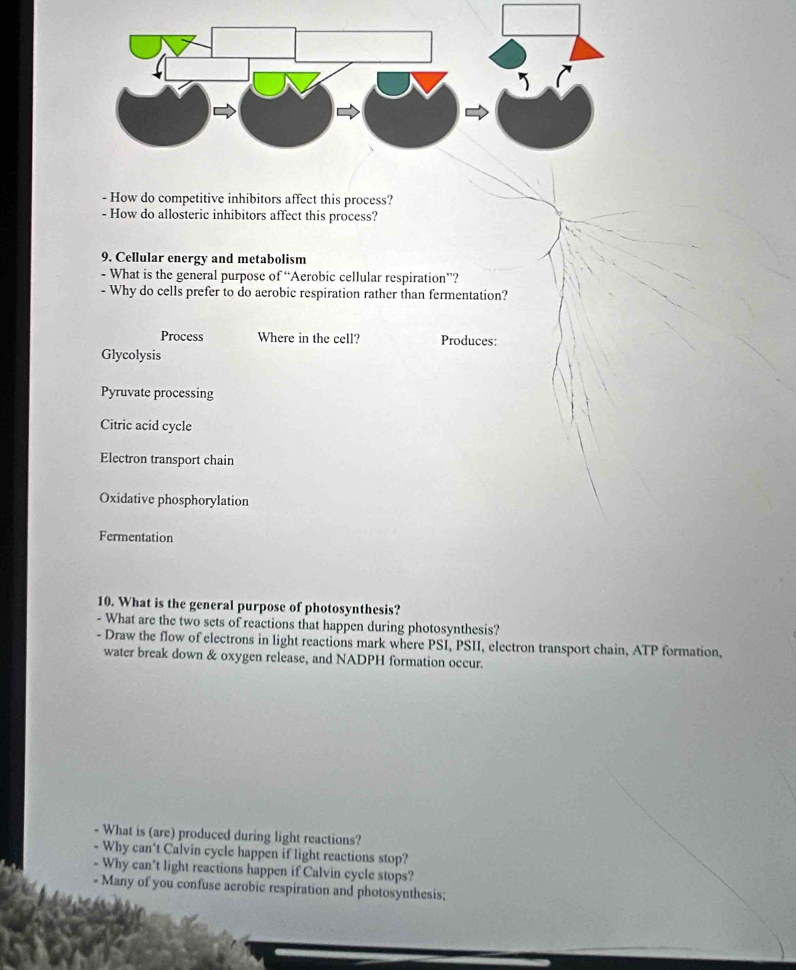 How do competitive inhibitors affect this process?
- How do allosteric inhibitors affect this process?
9. Cellular energy and metabolism
- What is the general purpose of “Aerobic cellular respiration”?
- Why do cells prefer to do aerobic respiration rather than fermentation?
Process Where in the cell? Produces:
Glycolysis
Pyruvate processing
Citric acid cycle
Electron transport chain
Oxidative phosphorylation
Fermentation
10. What is the general purpose of photosynthesis?
- What are the two sets of reactions that happen during photosynthesis?
- Draw the flow of electrons in light reactions mark where PSI, PSII, electron transport chain, ATP formation,
water break down & oxygen release, and NADPH formation occur.
- What is (are) produced during light reactions?
- Why can't Calvin cycle happen if light reactions stop?
- Why can't light reactions happen if Calvin cycle stops?
- Many of you confuse acrobic respiration and photosynthesis;