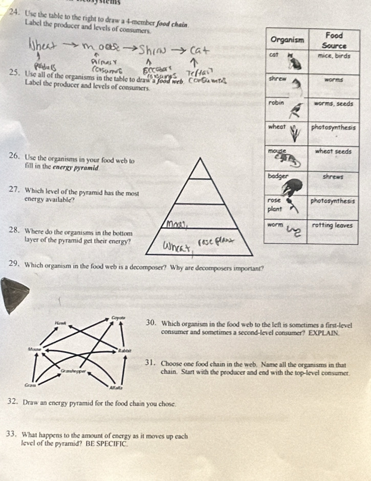 Use the table to the right to draw a 4 -member food chain 
Label the producer and levels of consumers. 
25. Use all of the organisms in the table to draw a food wel 
Label the producer and levels of consumers. 
26. Use the organisms in your food web to 
fill in the energy pyramid 
27. Which level of the pyramid has the most 
energy available? 
28. Where do the organisms in the bottom 
layer of the pyramid get their energy? 
29. Which organism in the food web is a decomposer? Why are decomposers important? 
30. Which organism in the food web to the left is sometimes a first-level 
consumer and sometimes a second-level consumer? EXPLAIN. 
31. Choose one food chain in the web. Name all the organisms in that 
chain. Start with the producer and end with the top-level consumer. 
32. Draw an energy pyramid for the food chain you chose. 
33. What happens to the amount of energy as it moves up each 
level of the pyramid? BE SPECIFIC.