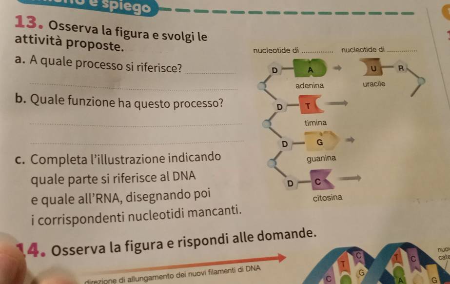 10 é spiego 
13. Osserva la figura e svolgi le 
attività proposte. 
a. A quale processo si riferisce?_ 
_ 
b. Quale funzione ha questo processo? 
_ 
_ 
c. Completa l’illustrazione indicando 
quale parte si riferisce al DNA 
e quale all’RNA, disegnando poi 
i corrispondenti nucleotidi mancanti. 
4 Osserva la figura e rispondi alle domande. 
nuo 
C C cat 
T 
C G 
dimzione di allungamento dei nuovi filamenti di DNA 
A G