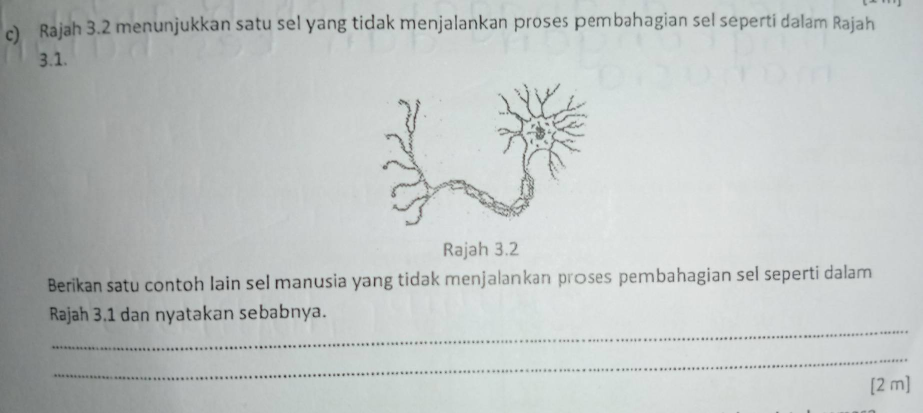 Rajah 3.2 menunjukkan satu sel yang tidak menjalankan proses pembahagian sel seperti dalam Rajah 
3.1. 
Rajah 3.2 
Berikan satu contoh Iain sel manusia yang tidak menjalankan proses pembahagian sel seperti dalam 
_ 
Rajah 3.1 dan nyatakan sebabnya. 
_ 
[2 m]