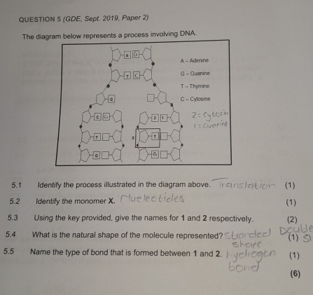 (GDE, Sept. 2019, Paper 2) 
The diagram below represents a process involving DNA. 
5.1 Identify the process illustrated in the diagram above. (1) 
5.2 Identify the monomer X. (1) 
5.3 Using the key provided, give the names for 1 and 2 respectively. (2) 
5.4 What is the natural shape of the molecule represented? (1) 
5.5 Name the type of bond that is formed between 1 and 2. (1) 
(6)