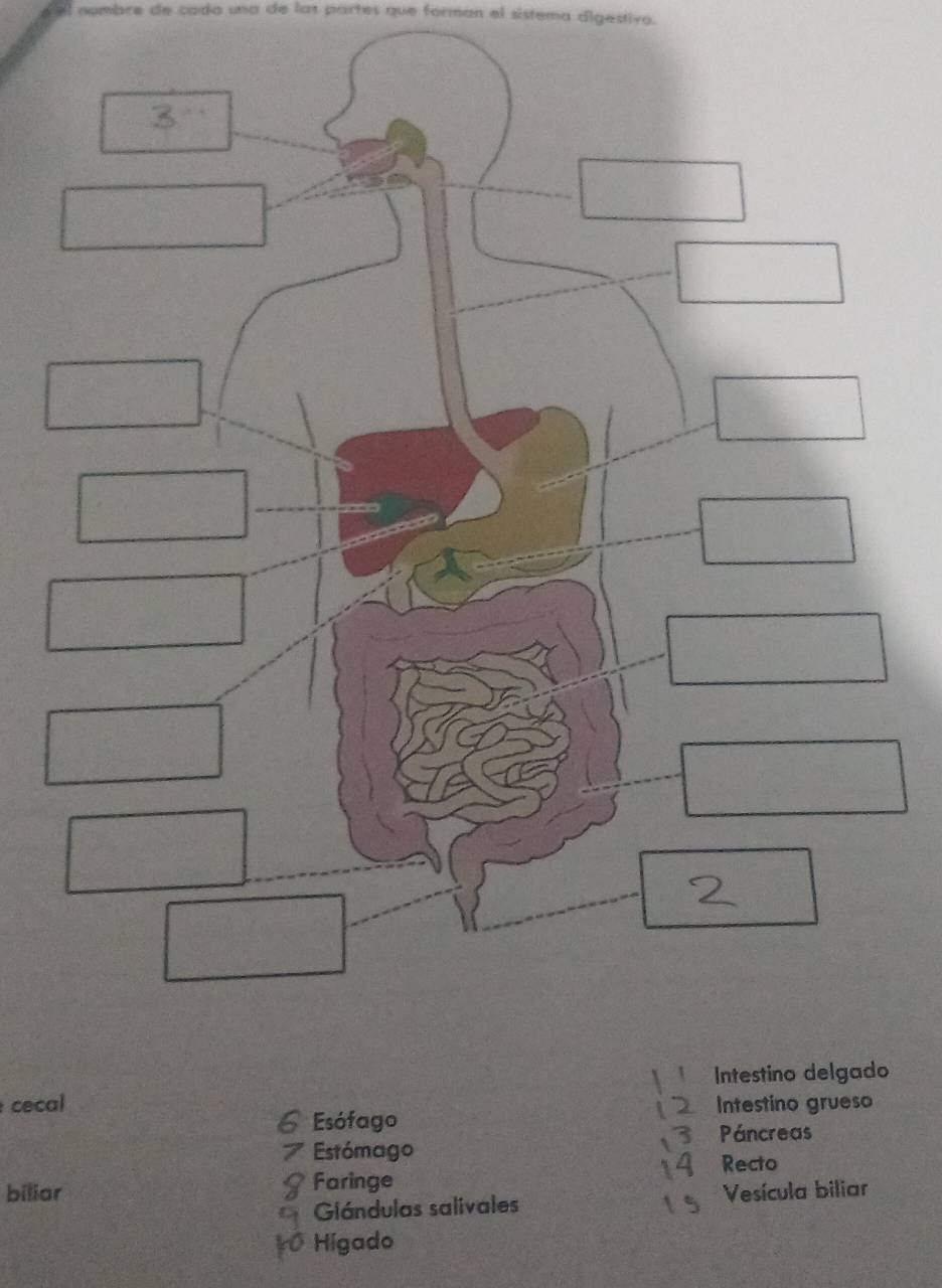 numbre de cada una de las partes que formán el sistema digestivo.
cecal 
6 Esófago Intestino grueso
Páncreas
Estómago
biliar Faringe Recto
Glándulas salivales Vesícula biliar
10 Higado