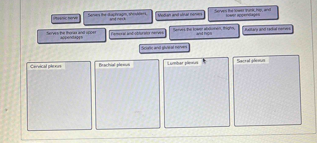 Phrenic nerve Serves the diaphragm, shoulders, Median and ulnar nerves Serves the lower trunk, hip, and 
and neck lower appendages 
Serves the thorax and upper Femoral and obturator nerves Serves the lower abdomen, thighs, Axillary and radial nerves 
appendages and hips 
Sciatic and gluteal nerves 
Cervical plexus Brachial plexus Lumbar plexus Sacral plexus