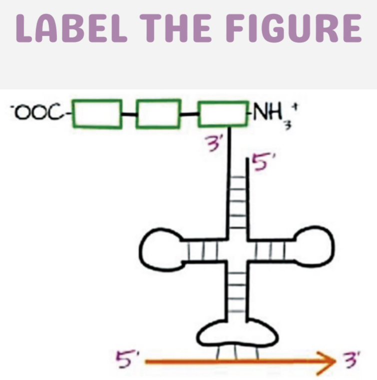 LABEL THE FIGURE