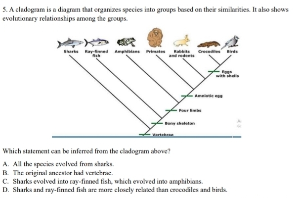 A cladogram is a diagram that organizes species into groups based on their similarities. It also shows
evolutionary relationships among the groups.
Which statement can be inferred from the cladogram above?
A. All the species evolved from sharks.
B. The original ancestor had vertebrae.
C. Sharks evolved into ray-finned fish, which evolved into amphibians.
D. Sharks and ray-finned fish are more closely related than crocodiles and birds.