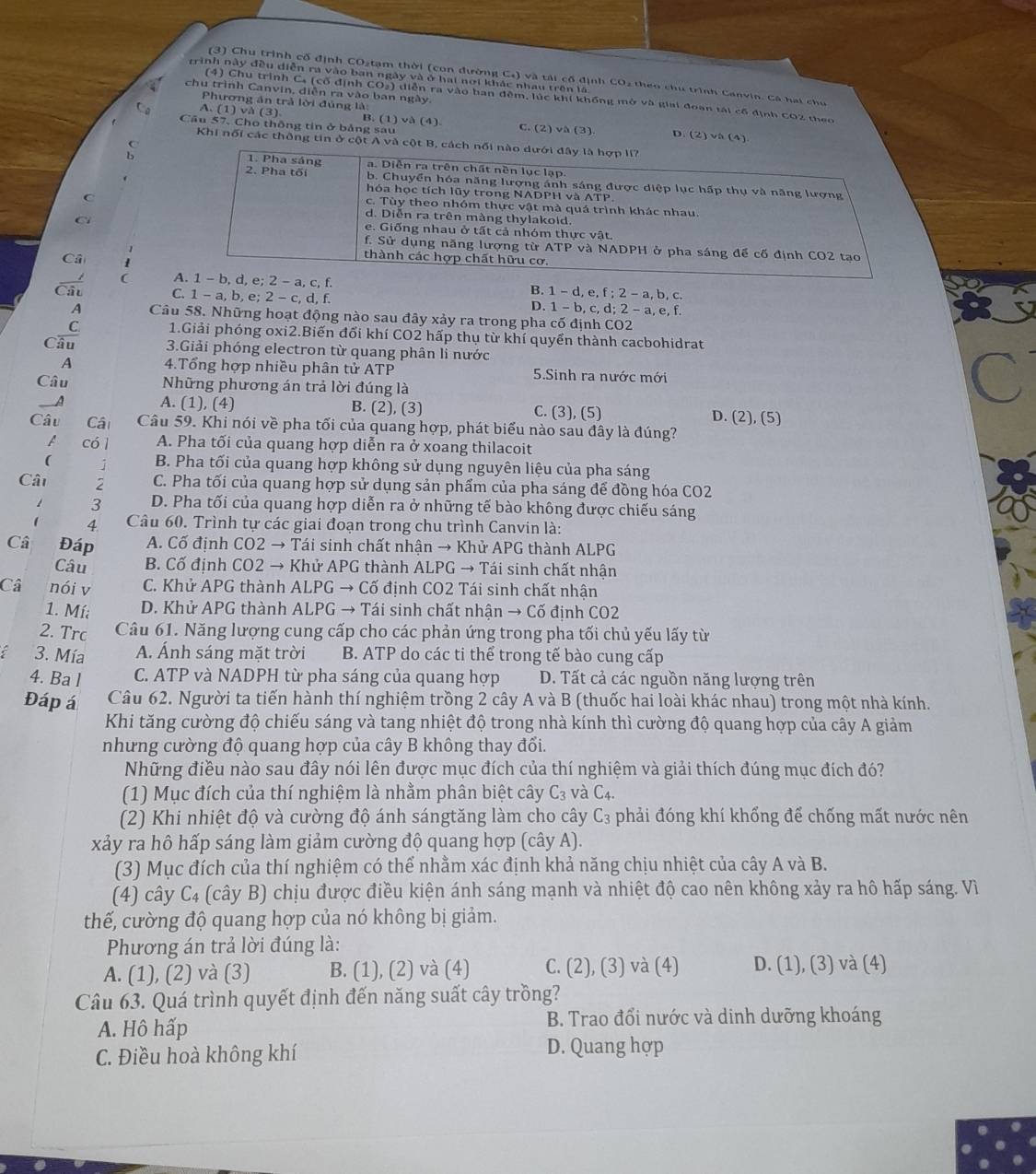 rrinh này đều diễn ra vào ban ngày và ở hai nơi khác nhau trên là
(3) Chu trình cổ định CO₂tạm thời (con đường Ca) và tải cổ định CO2 theo chú trình Canvin. Cá hai chu
chu trình Canvin, diễn ra vào ban ngày
(4) Chu trình C4 (cổ định COạ) diễn ra vào han đêm, lúc khí khống mở và giai đoạn tài cổ định CO2 theo
Phương án trả lời đúng là:
A. (1) và (3)
Câu 57. Cho thông tin ở bảng sau B. (1) và (4). C. (2) và (3) D. (2) và (4)
Khi nổi các thông tin ở cột 
(
b
C
C
Câ
( - b, d, e; 2 - a, c, f. B. 1 - d, e. f;2-a,t , C.
Câu C. 1 - a, b, e; 2 - c, d, f. D. 1- b, c, d; 2 - a, e, f.
A Câu 58. Những hoạt động nào sau đây xảy ra trong pha cố định CO2
1.Giải phóng oxi2.Biến đối khí CO2 hấp thụ từ khí quyển thành cacbohidrat
caf 3.Giải phóng electron từ quang phân li nước
A 4.Tổng hợp nhiều phân tử ATP 5.Sinh ra nước mới
Câu Những phương án trả lời đúng là
_ A A. (1), (4) B. (2), (3) C. (3), (5) D. (2), (5)
Câu Câ Câu 59. Khi nói về pha tối của quang hợp, phát biểu nào sau đây là đúng?
A có l A. Pha tối của quang hợp diễn ra ở xoang thilacoit
(  B. Pha tối của quang hợp không sử dụng nguyên liệu của pha sáng
Cât 2 C. Pha tối của quang hợp sử dụng sản phẩm của pha sáng để đồng hóa CO2
3 D. Pha tối của quang hợp diễn ra ở những tế bào không được chiếu sáng
4 Câu 60. Trình tự các giai đoạn trong chu trình Canvin là:
Câ Đáp A. Cố định CO2 → Tái sinh chất nhận → Khử APG thành ALPG
Câu B. Cố định CO2 → Khử APG thành ALPG → Tái sinh chất nhận
Câ nói v C. Khử APG thành ALPG → Cố định CO2 Tái sinh chất nhận
1. Mí: D. Khử APG thành ALPG → Tái sinh chất nhận → Cố định CO2
2. Trc Câu 61. Năng lượng cung cấp cho các phản ứng trong pha tối chủ yếu lấy từ
C 3. Mía A. Ánh sáng mặt trời B. ATP do các ti thể trong tế bào cung cấp
4. Ba l C. ATP và NADPH từ pha sáng của quang hợp D. Tất cả các nguồn năng lượng trên
Đáp á Câu 62. Người ta tiến hành thí nghiệm trồng 2 cây A và B (thuốc hai loài khác nhau) trong một nhà kính.
Khi tăng cường độ chiếu sáng và tang nhiệt độ trong nhà kính thì cường độ quang hợp của cây A giảm
nhưng cường độ quang hợp của cây B không thay đổi.
Những điều nào sau đây nói lên được mục đích của thí nghiệm và giải thích đúng mục đích đó?
(1) Mục đích của thí nghiệm là nhằm phân biệt cây C_3 và C_4.
(2) Khi nhiệt độ và cường độ ánh sángtăng làm cho cây C_3 phải đóng khí khổng để chống mất nước nên
xảy ra hô hấp sáng làm giảm cường độ quang hợp (cây A).
(3) Mục đích của thí nghiệm có thể nhằm xác định khả năng chịu nhiệt của cây A và B.
(4) cây C_4 B (cây B) chịu được điều kiện ánh sáng mạnh và nhiệt độ cao nên không xảy ra hô hấp sáng. Vì
thế, cường độ quang hợp của nó không bị giảm.
Phương án trả lời đúng là:
A. (1), (2) và (3) B. (1), (2) và (4) C. (2), (3) và (4) D. (1), (3) và (4)
Câu 63. Quá trình quyết định đến năng suất cây trồng?
A. Hô hấp B. Trao đổi nước và dinh dưỡng khoáng
C. Điều hoà không khí D. Quang hợp