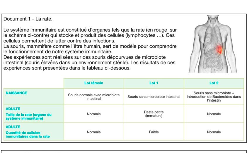 Document 1 - La rate. 
Le système immunitaire est constitué d'organes tels que la rate (en rouge sur 
le schéma ci-contre) qui stocke et produit des cellules (lymphocytes ...). Ces 
cellules permettent de lutter contre des infections. 
La souris, mammifère comme l'être humain, sert de modèle pour comprendre 
le fonctionnement de notre système immunitaire. 
Des expériences sont réalisées sur des souris dépourvues de microbiote 
intestinal (souris élevées dans un environnement stérile). Les résultats de ces 
expériences sont présentées dans le tableau ci-dessous.