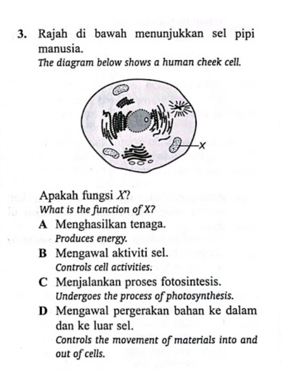 Rajah di bawah menunjukkan sel pipi
manusia.
The diagram below shows a human cheek cell.
Apakah fungsi X?
What is the function of X?
A Menghasilkan tenaga.
Produces energy.
B Mengawal aktiviti sel.
Controls cell activities.
C Menjalankan proses fotosintesis.
Undergoes the process of photosynthesis.
D Mengawal pergerakan bahan ke dalam
dan ke luar sel.
Controls the movement of materials into and
out of cells.